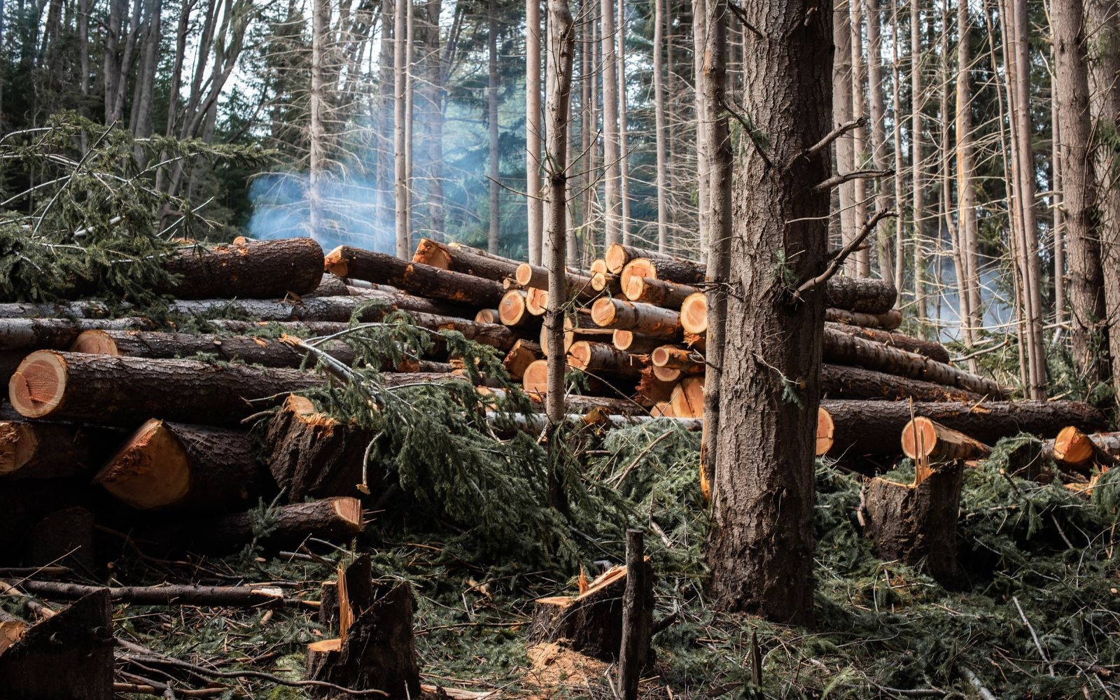 Are your tree services available in North Melbourne?