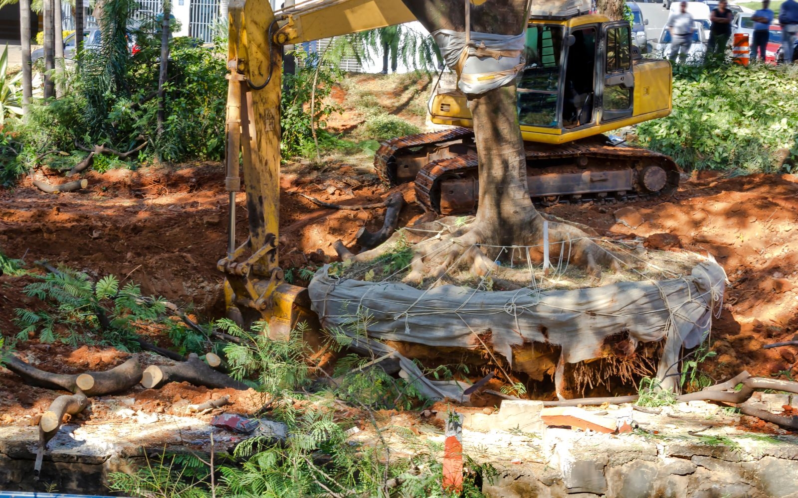 Do you handle disposal of palm tree debris? Melbourne Tree Removal Experts Do you handle disposal of palm tree debris?
