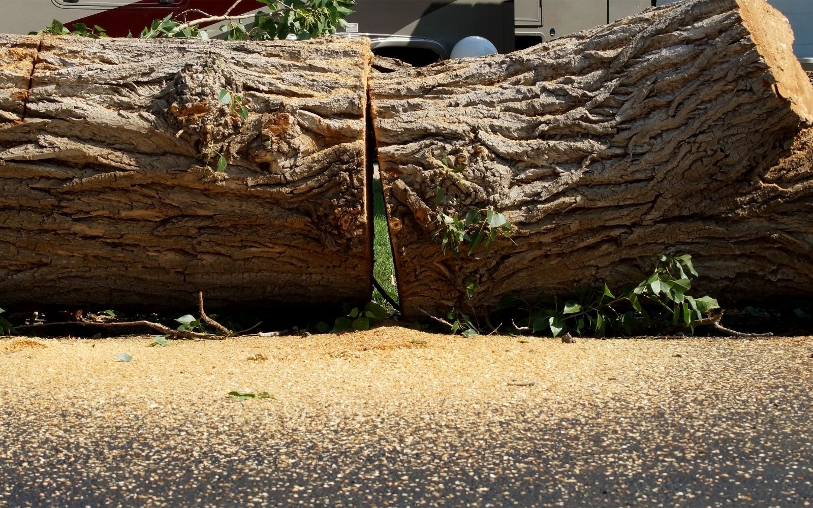 How do storms impact tree stability and safety? Melbourne Tree Removal Experts How do storms impact tree stability and safety?
