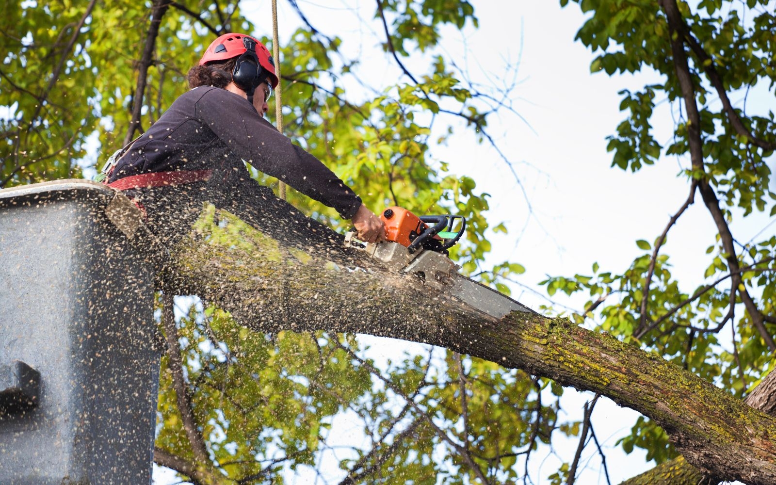What is involved in the tree removal process? Melbourne Tree Removal Experts What is involved in the tree removal process?